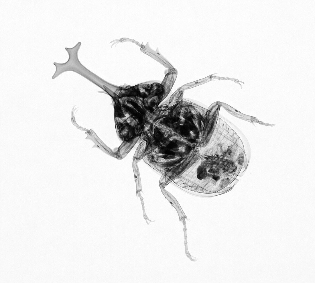 Large Beetle X-ray