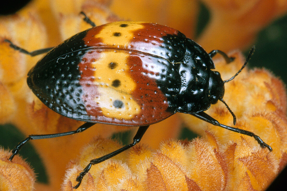 Beetle (Family Erotylidae)