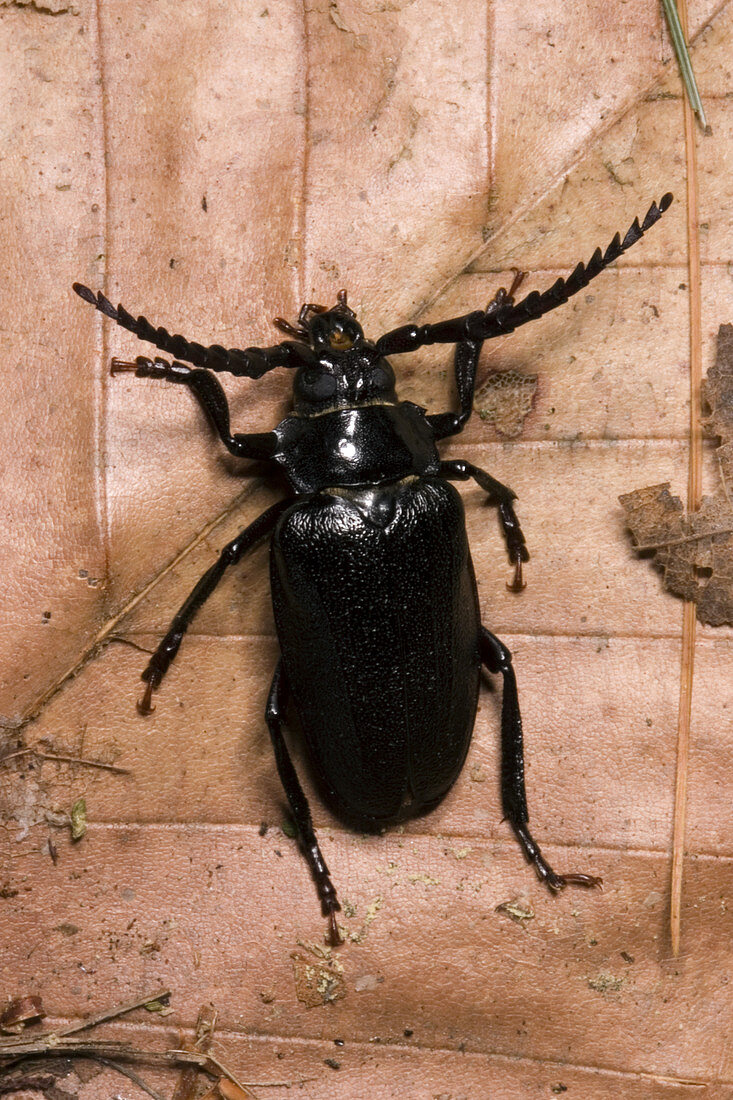 Broad-necked Root Borer