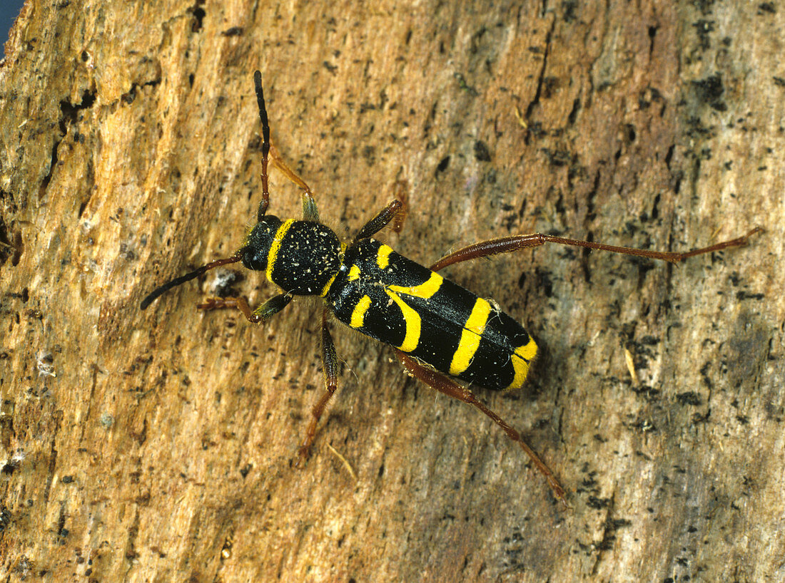 Wasp beetle on bark