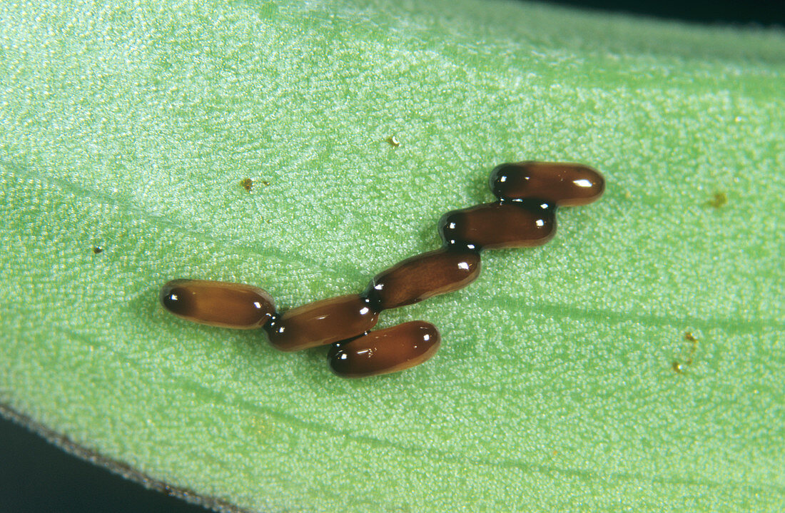Lily Beetle Eggs