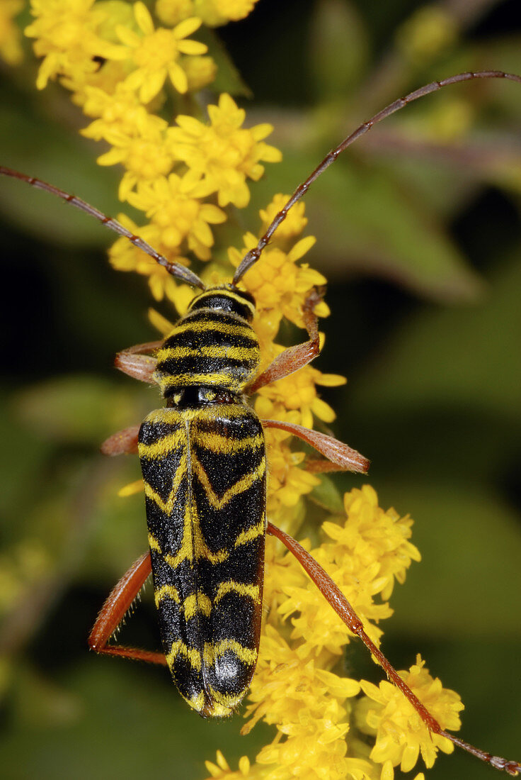 'Locust borer beetle,Megacyllene robinae'