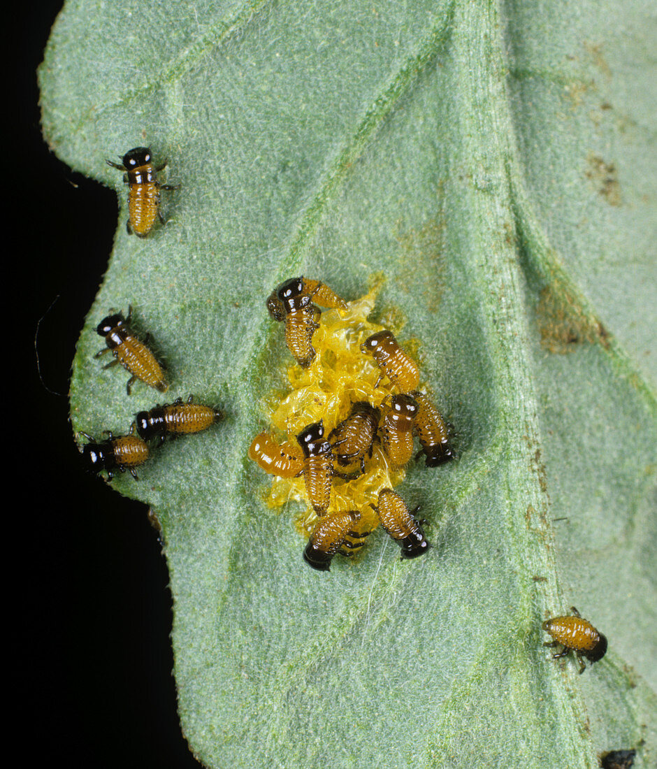 Colorado Beetle larvae on Tomato leaf