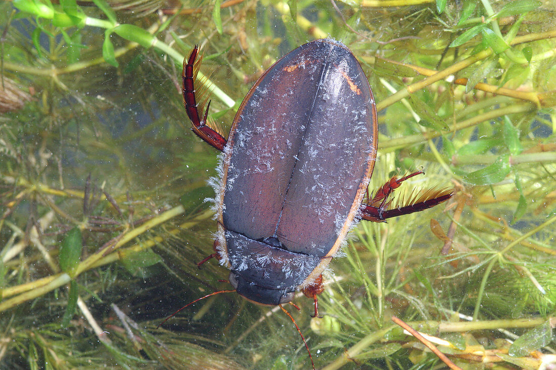 A Diving Beetle