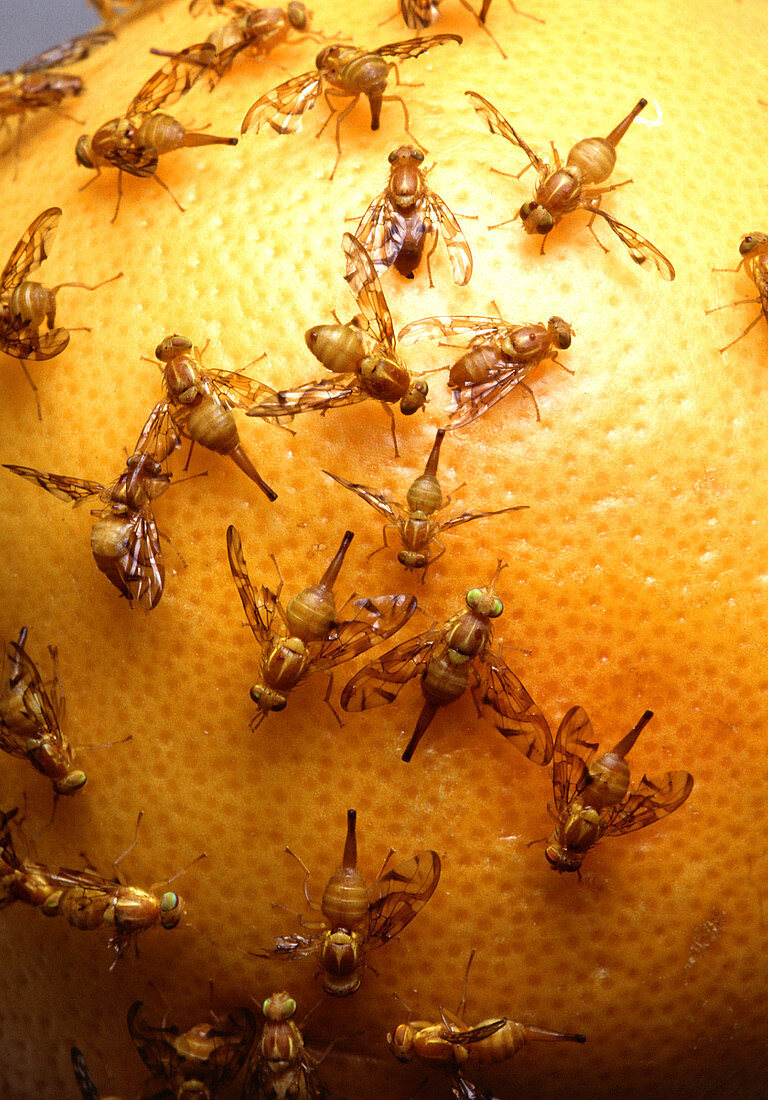 Mexican fruit flies laying eggs