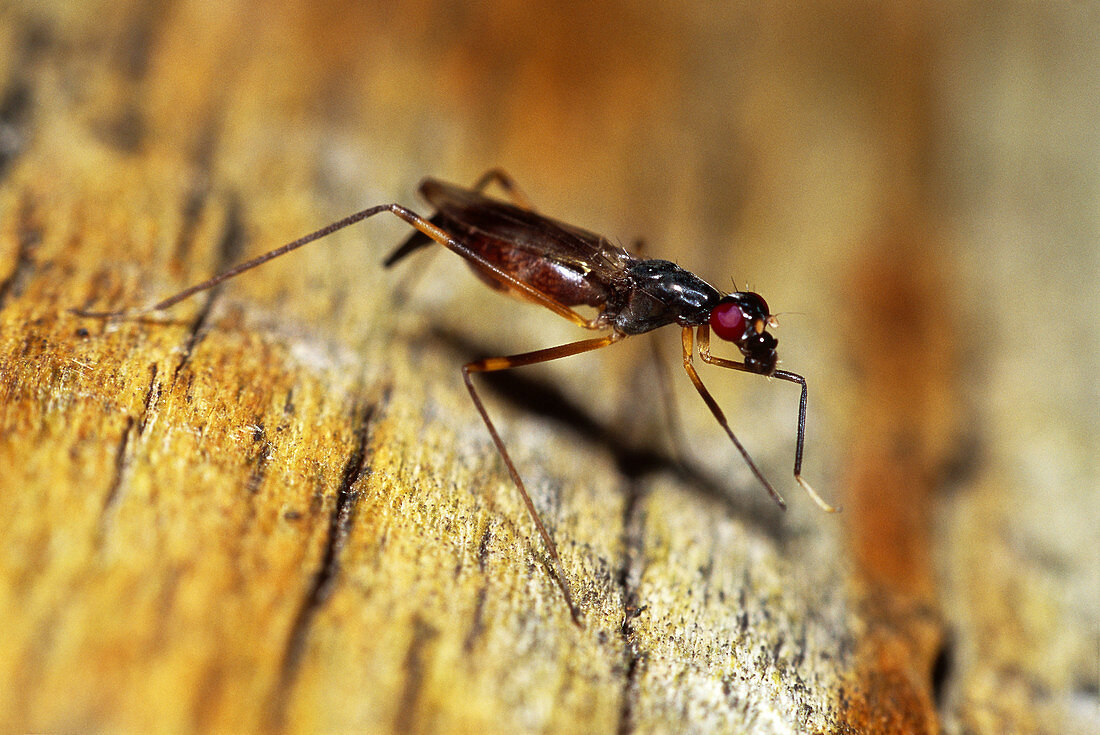 Stilt-Legged Fly