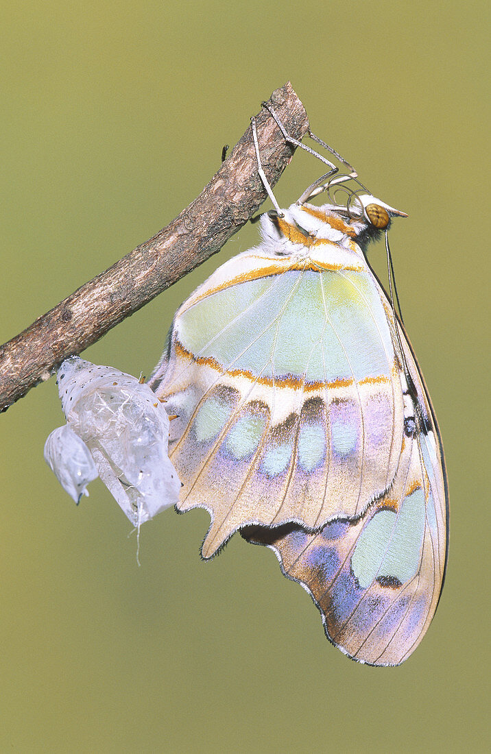 Malachite Butterfly emerging: 6 of 6