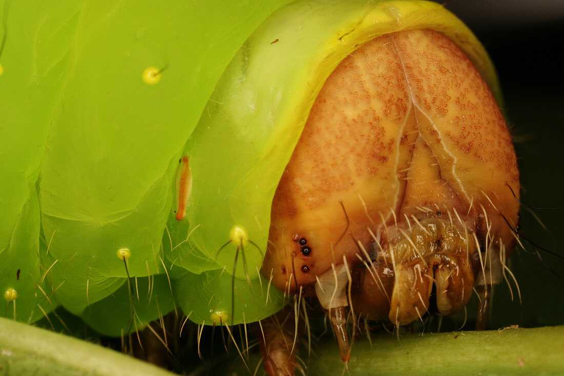 Head of polyphemus caterpillar