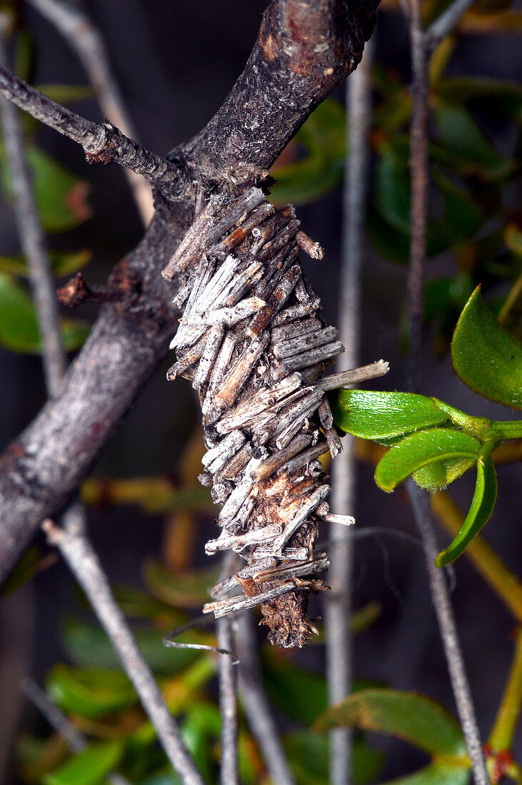 Lepidopteran Cocoon on a Creosote Bush