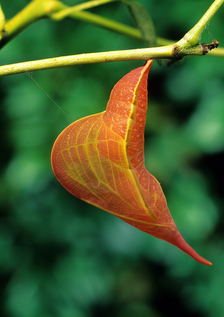 Chrysalis of Cloudless Sulfur Butterfly