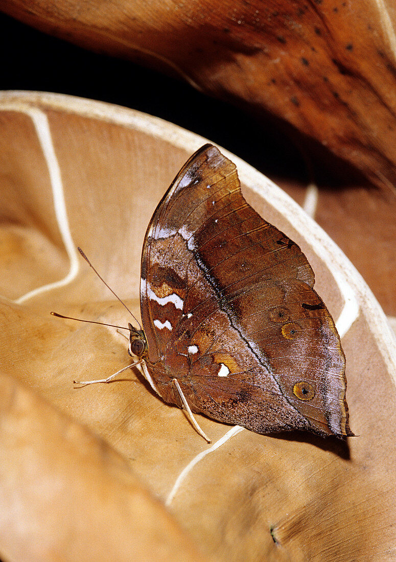 Leaf Mimic Tropical Butterfly