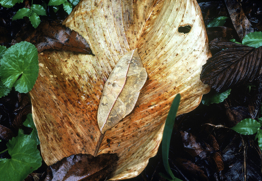 Lonomia Moth camouflaged on leaves