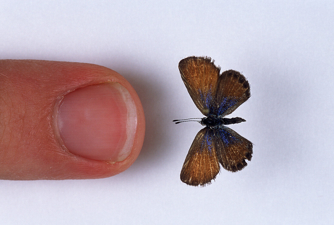 Hawaiian Pygmy Blue butterfly