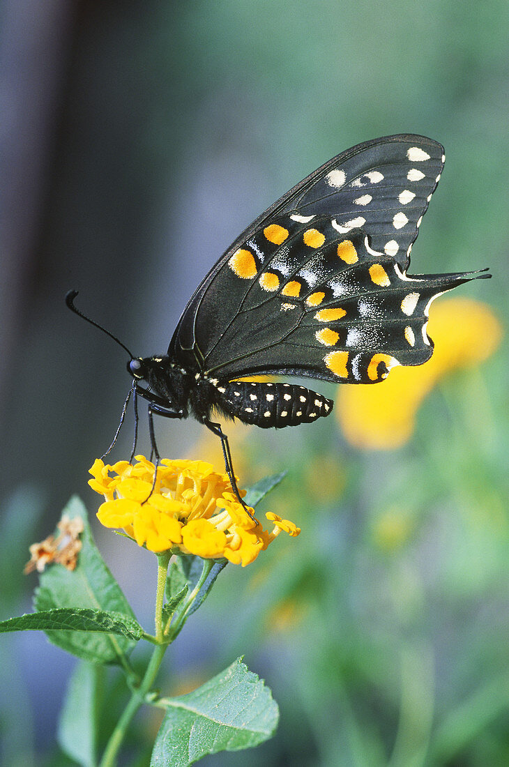 Black Swallowtail (Papilio polyxenes)