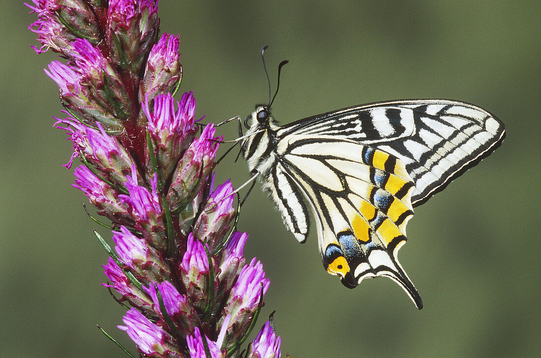 Swallowtail butterfly (Papilio xuthus)