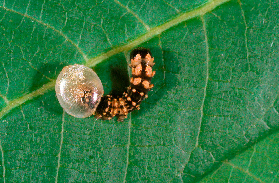 Hatching royal walnut caterpillar