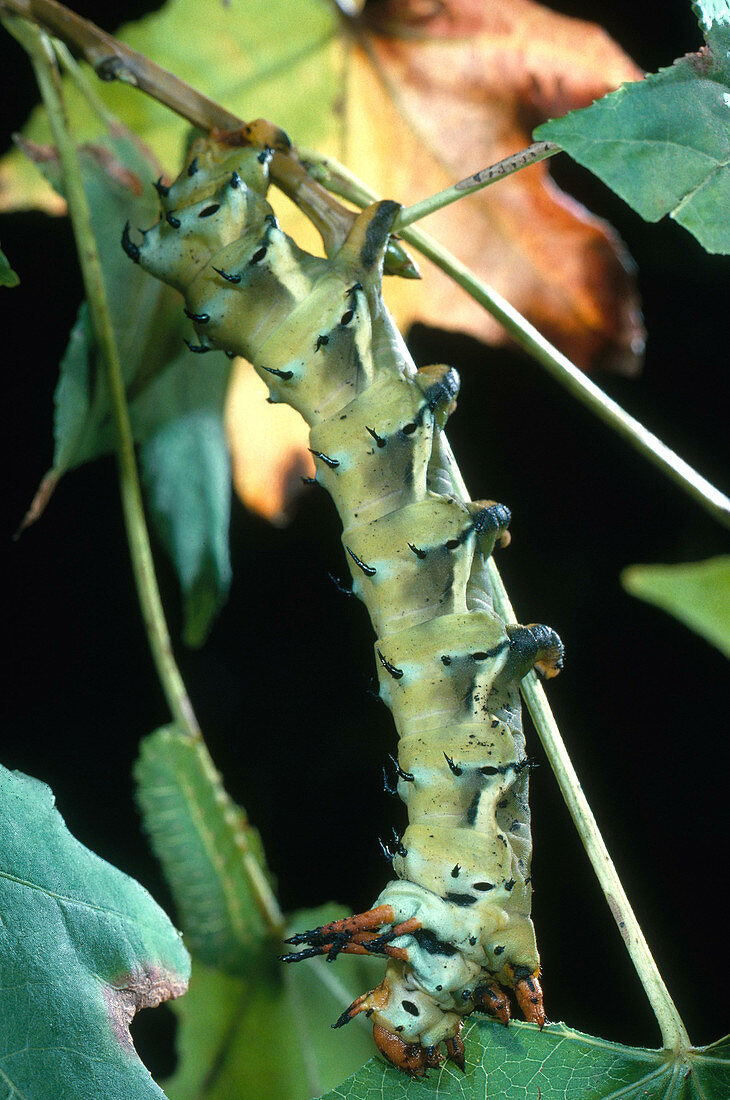 Royal Walnut Caterpillar