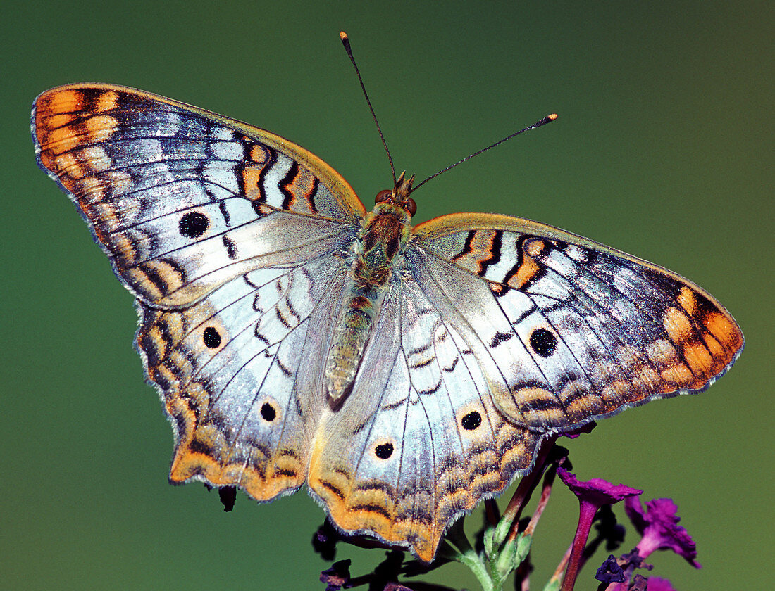 White Peacock Butterfly