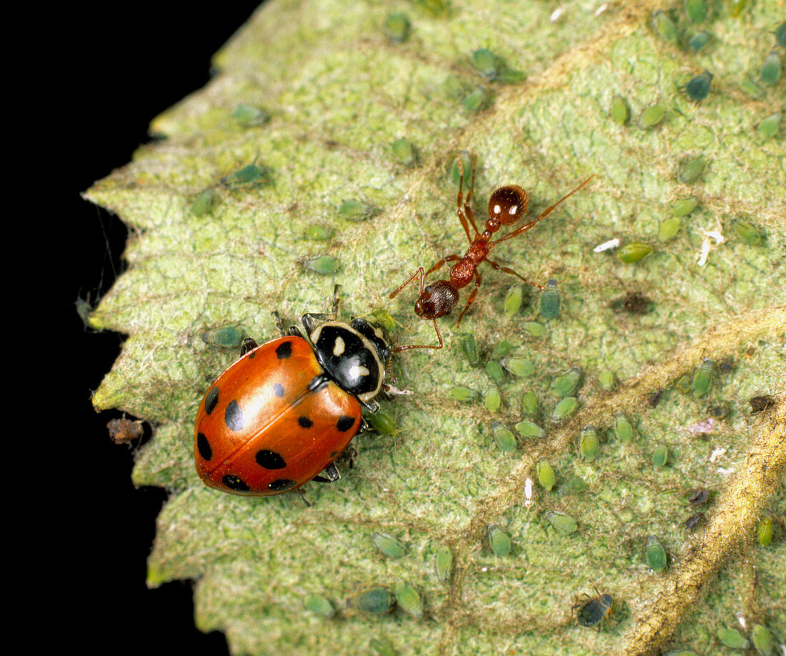 Ant defends aphids from attack