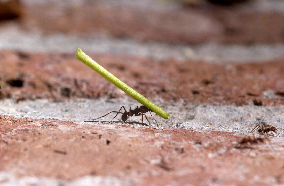 Leafcutter Ant