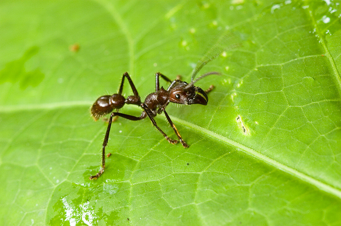 'Giant Hunting Ant,Peruvian Amazon'