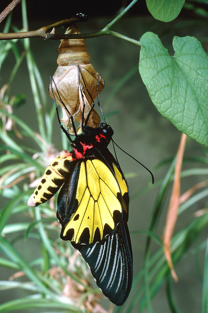 Priam's birdwing butterfly emerging from chrysalis