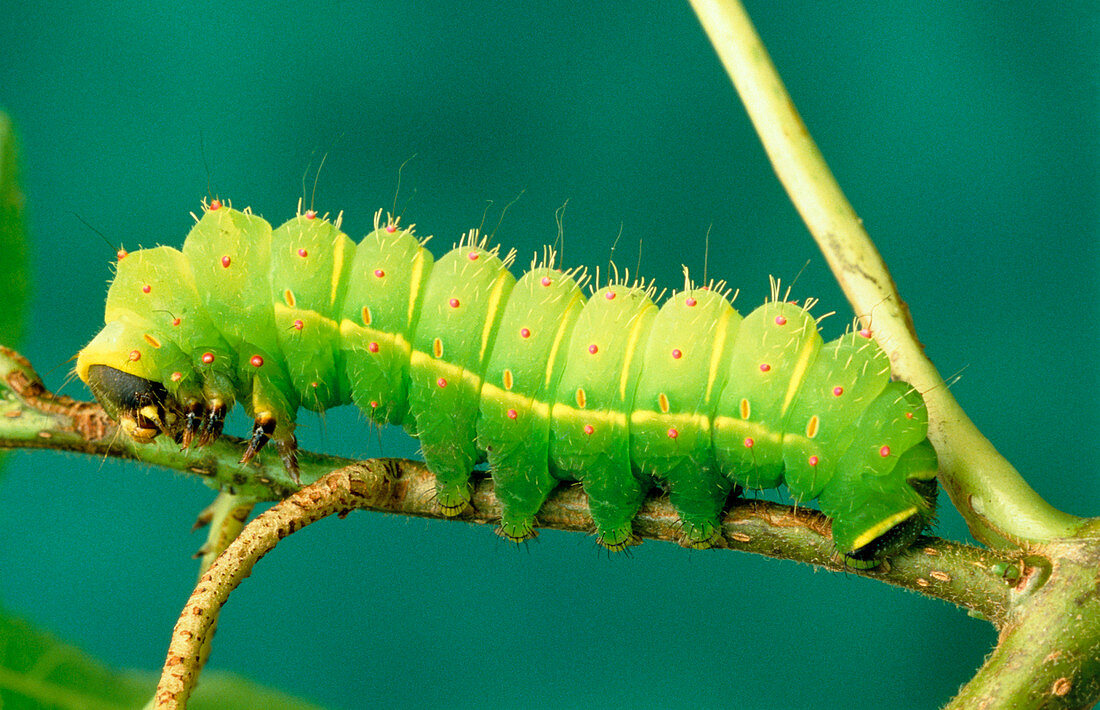 Luna moth caterpillar