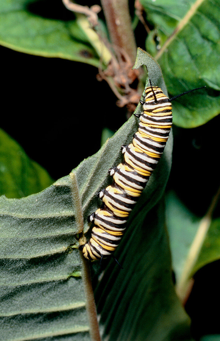 Monarch butterfly caterpillar