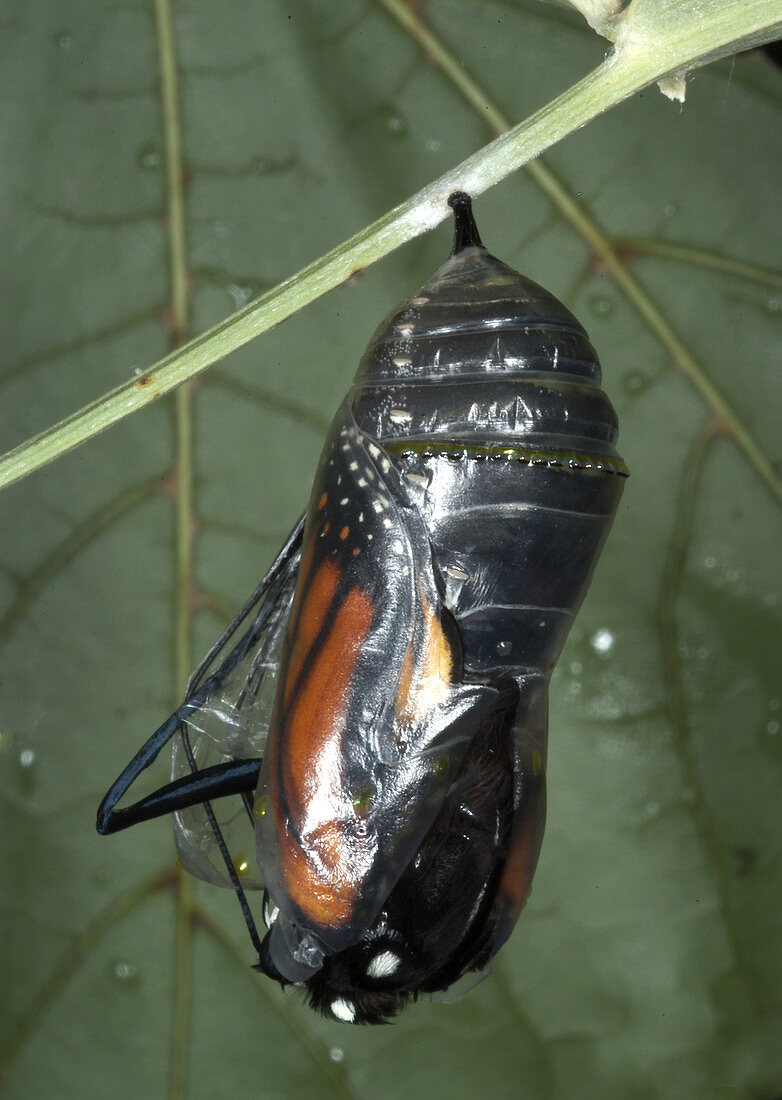Monarch emerging from its chrysalis