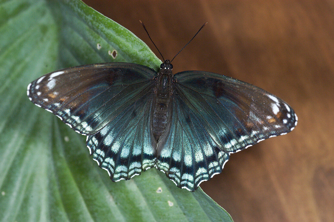 Red-Spotted Purple butterfly