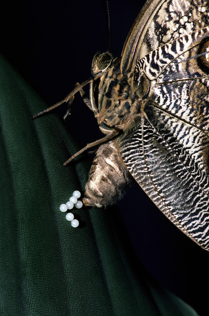 Owl Butterfly laying eggs