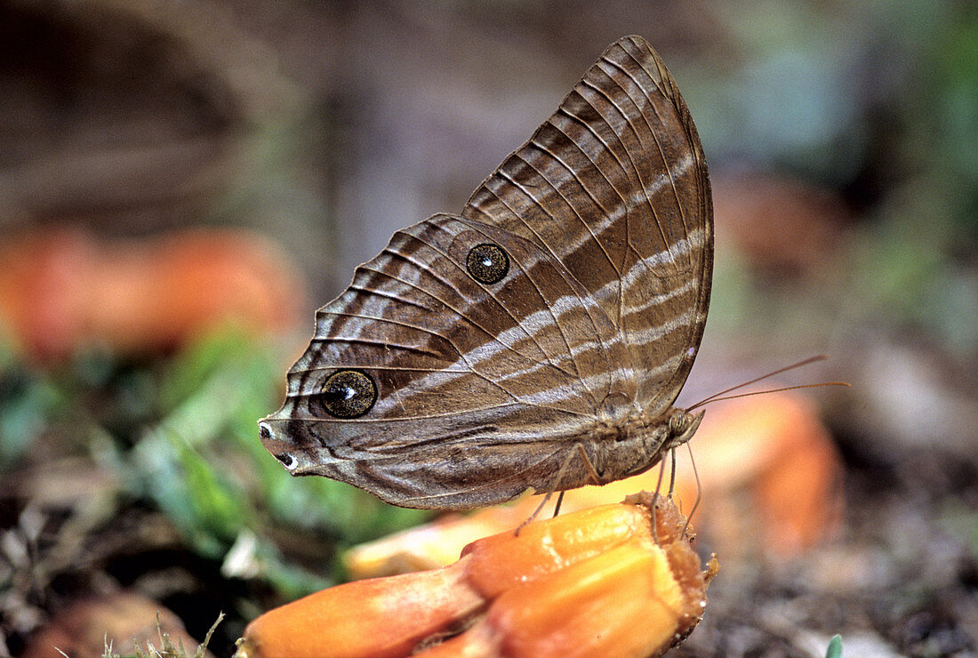 'Palm King Butterfly,Malaysia'