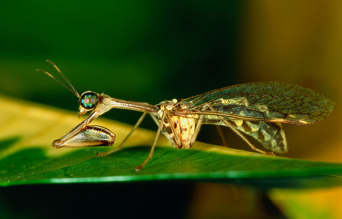 Mantidfly (family: Mantispidae) on a leaf