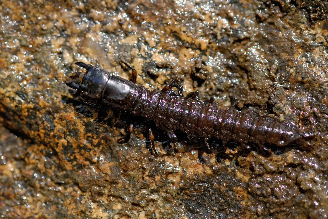 'Hellgrammite,dobsonfly larva'