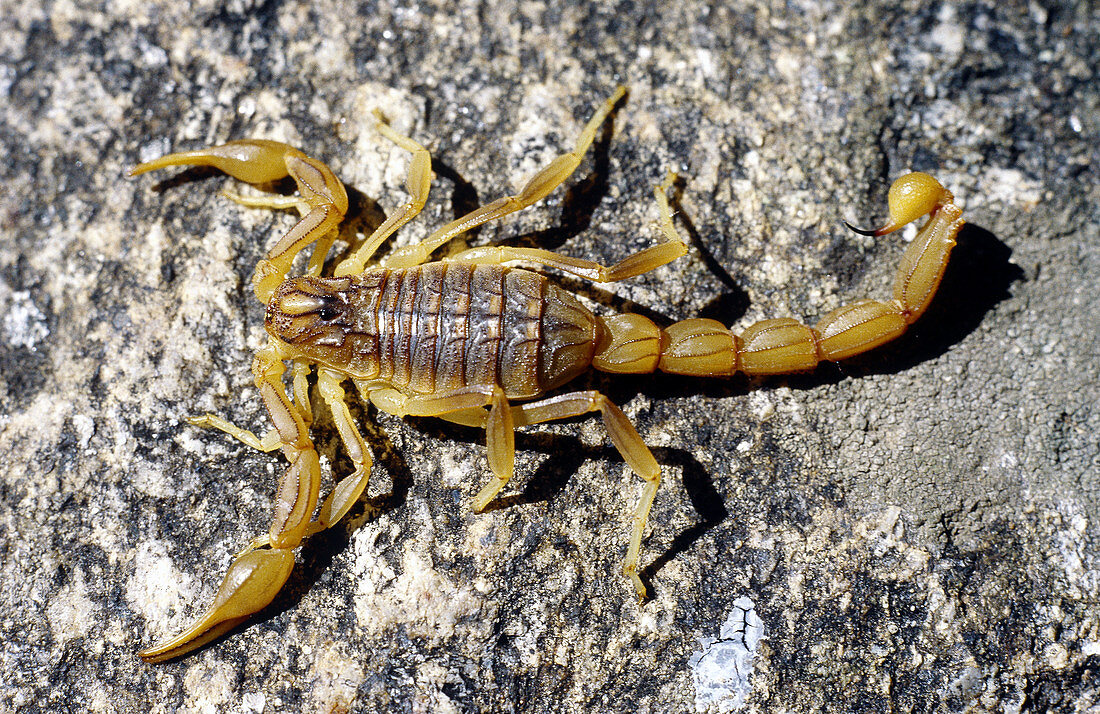 European Scorpion