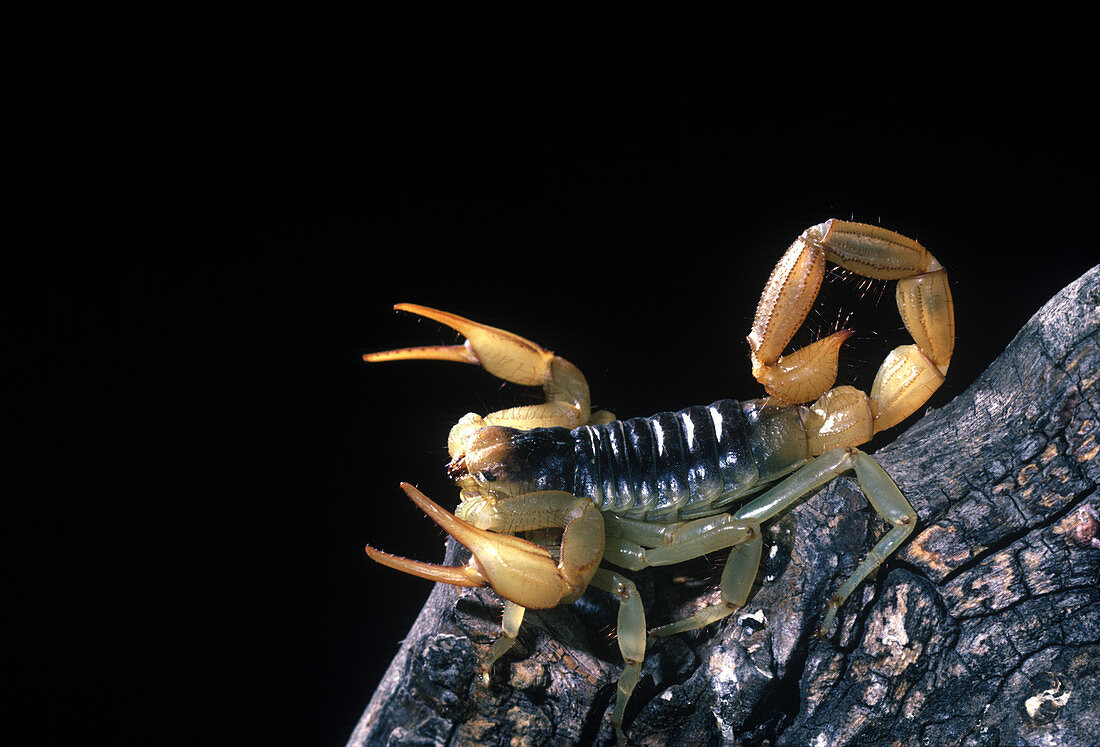 Giant Hairy Scorpion