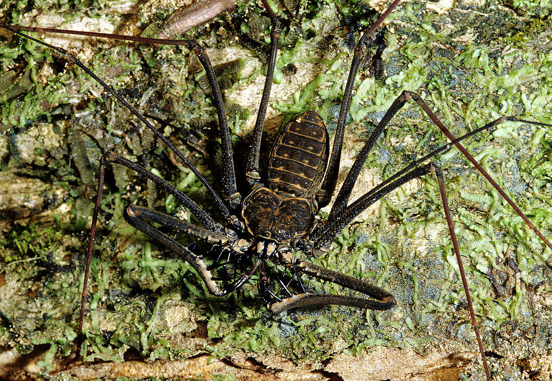 Tailless Whip-Scorpion