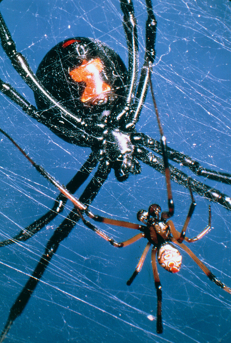 Mating black widow spiders