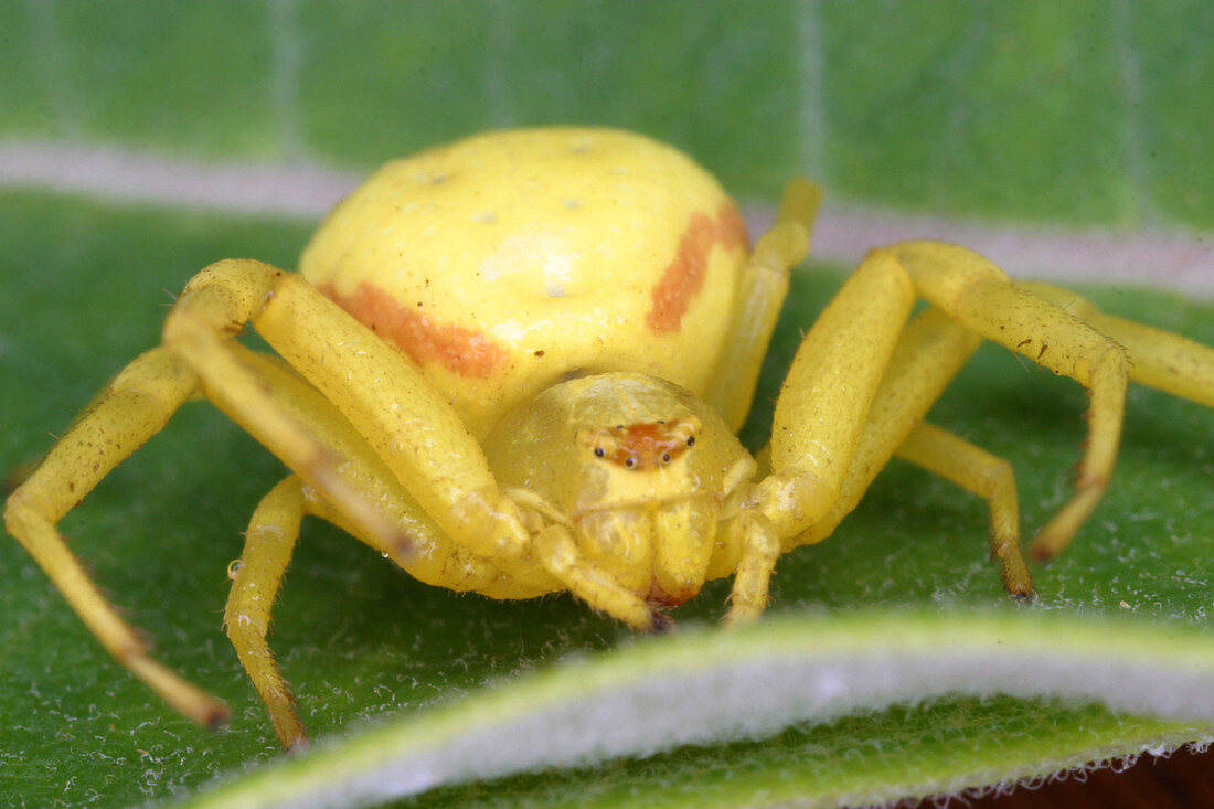 Crab Spider