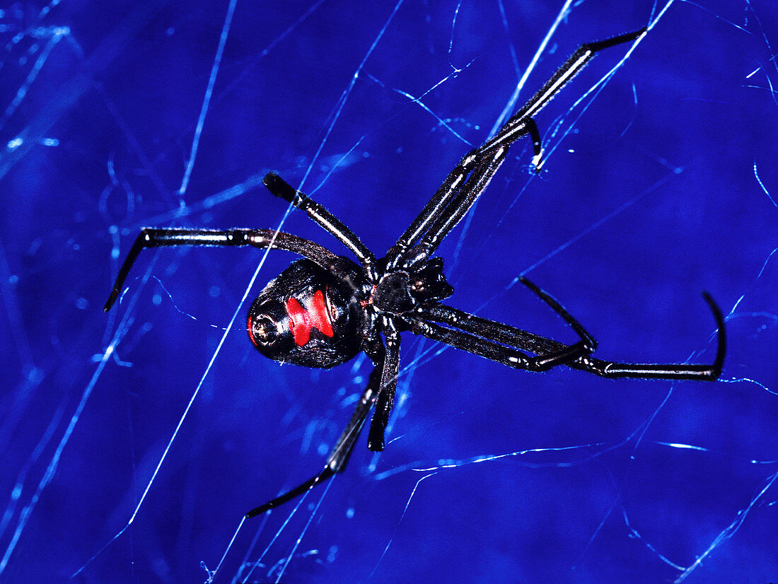 Black Widow Spider