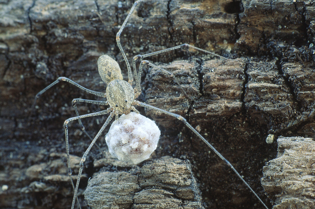Spitting Spider with eggs