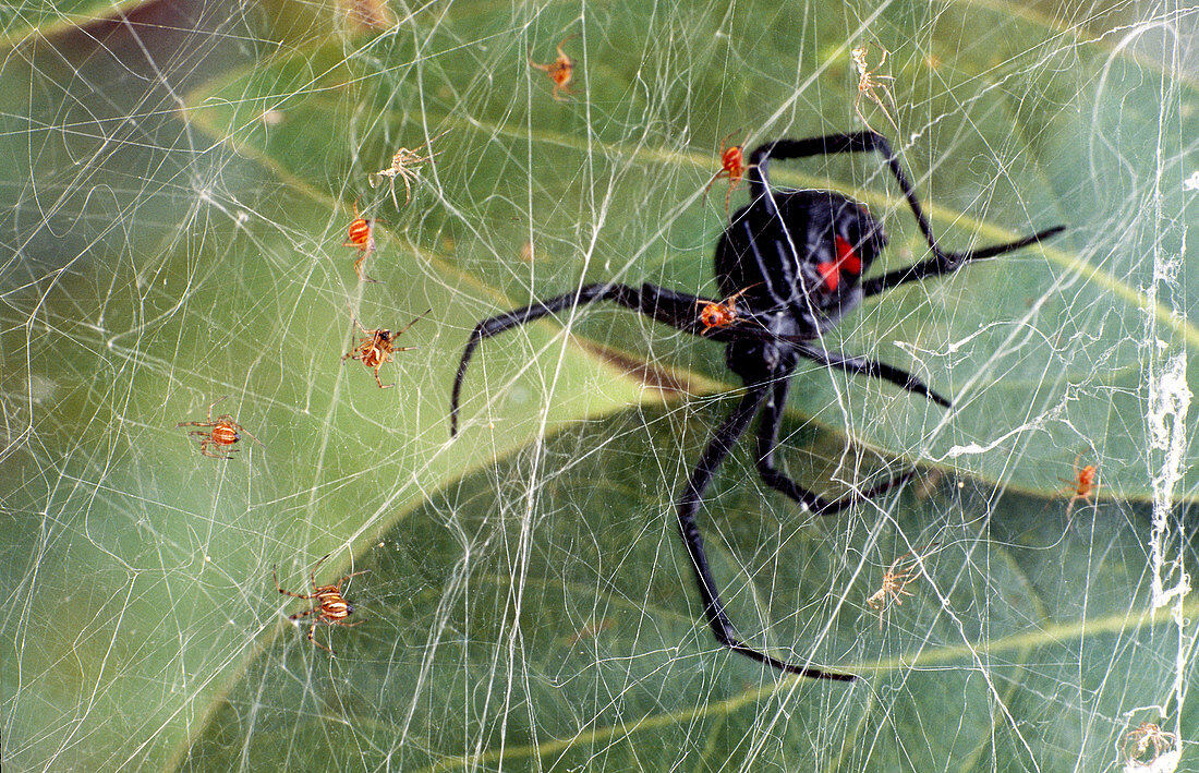 Black Widow Spider with young