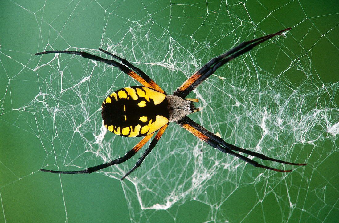 Black-and-Yellow Argiope Spider