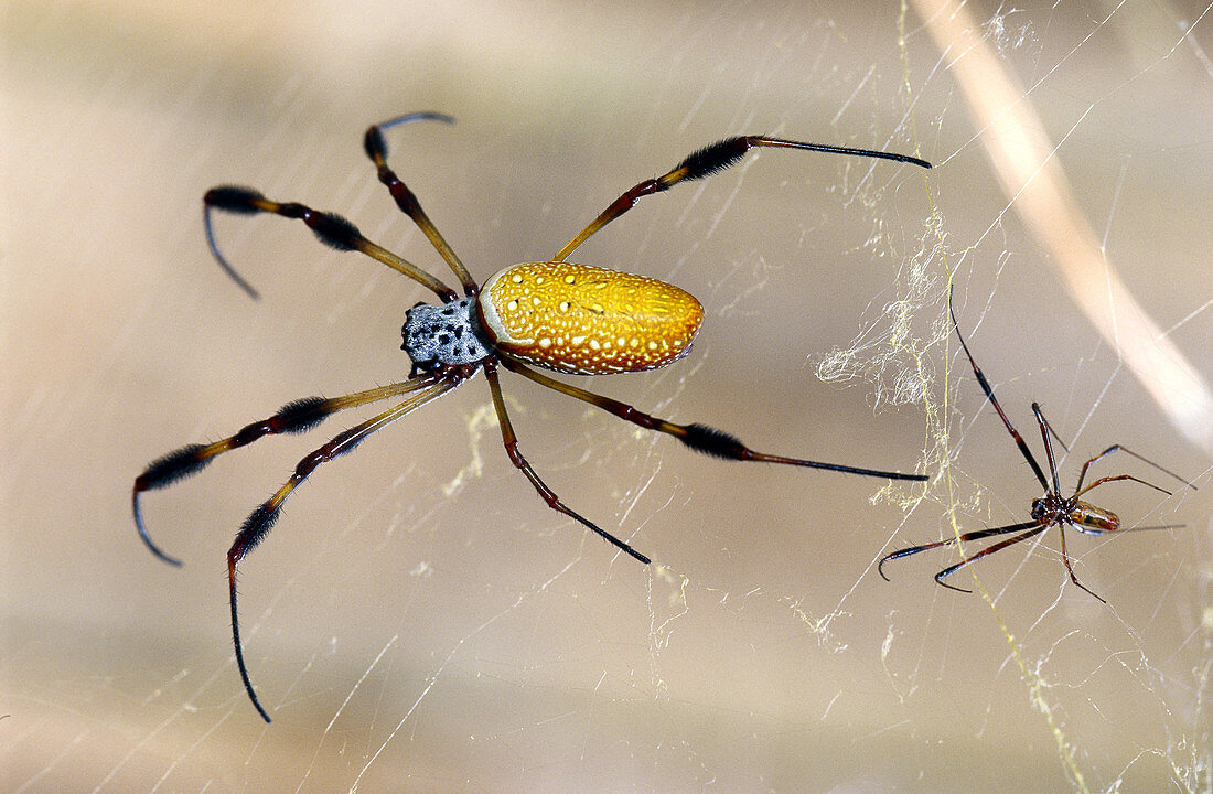 Male and Female Golden Silk Spiders