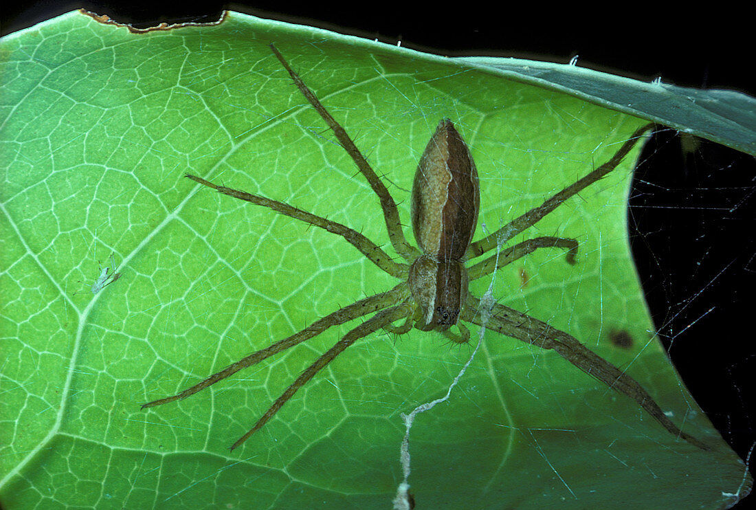 Nursery-web Spider