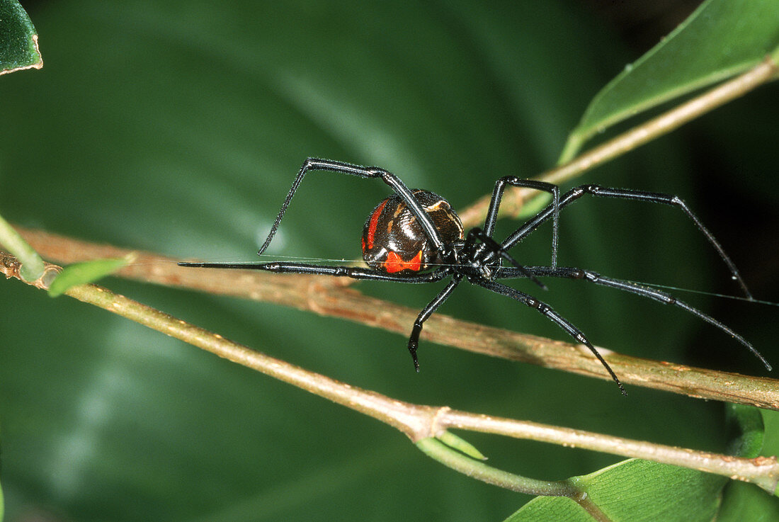 Southern Black Widow Spider