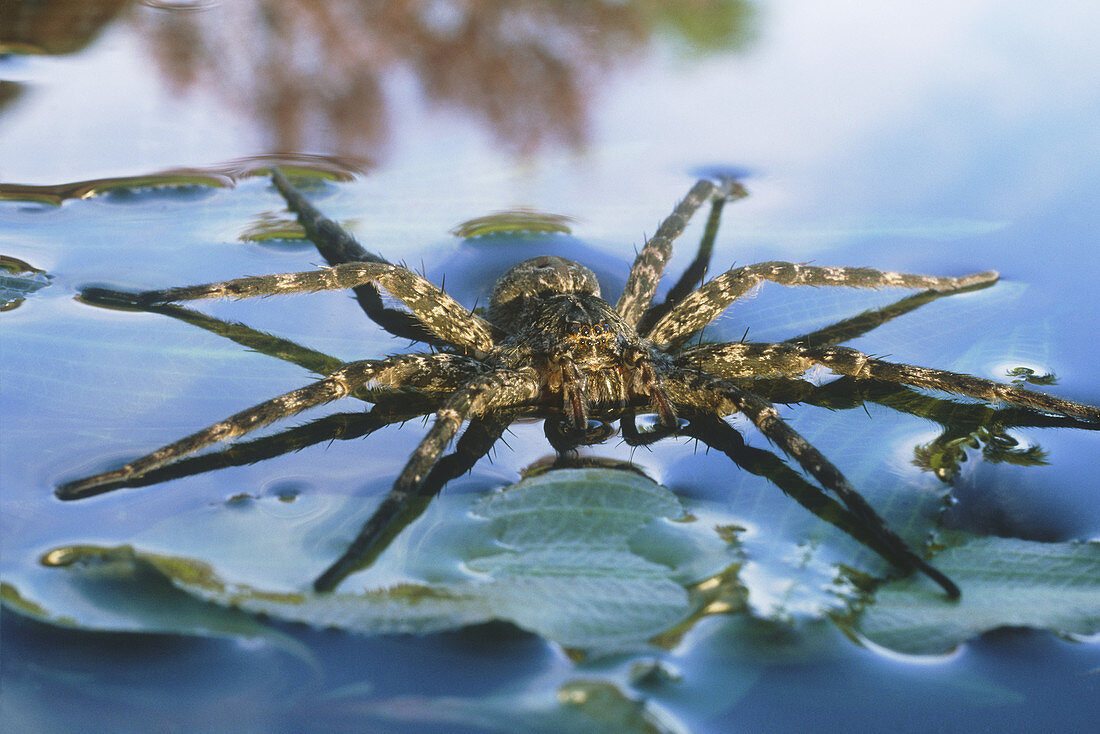 Fishing Spider (Dolomedes scriptus)