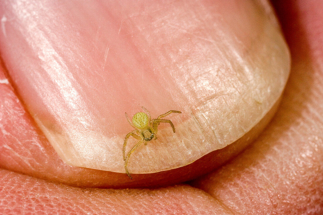 Crab Spider