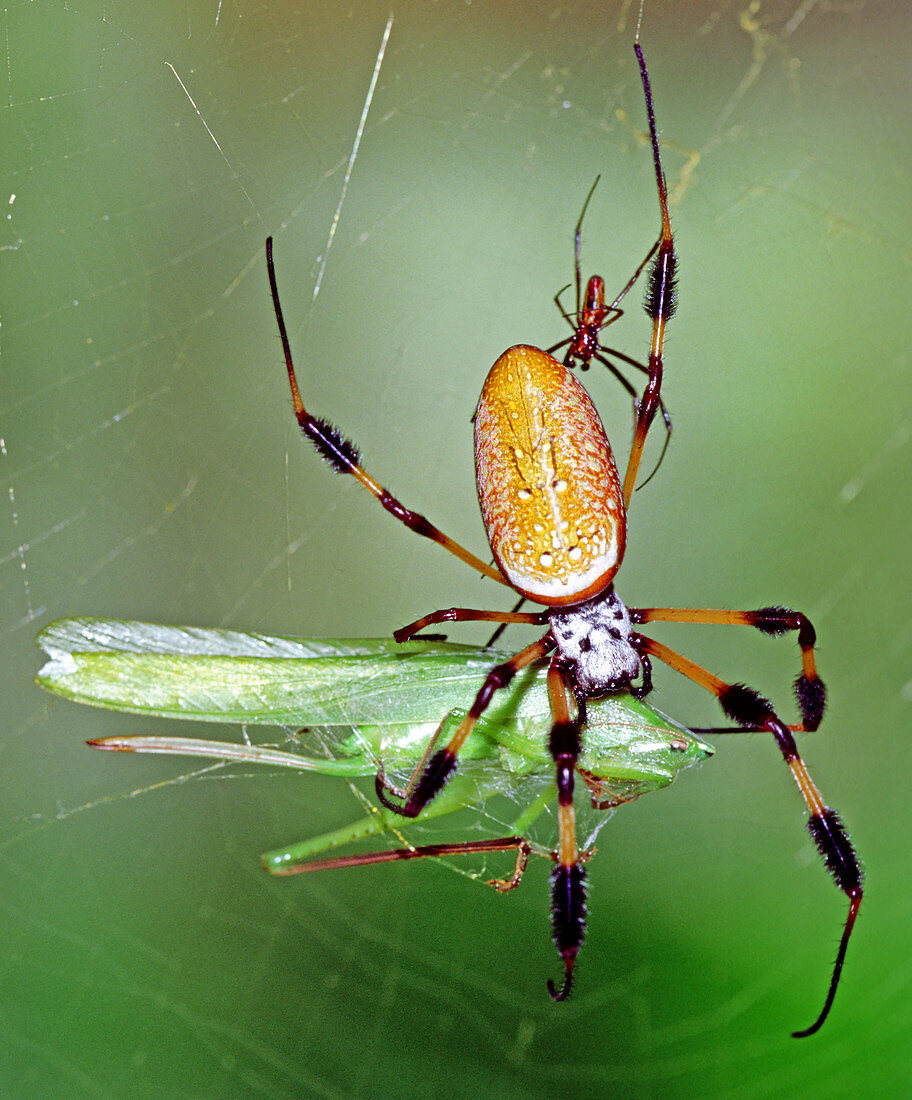 Male and female Silk Spiders with prey
