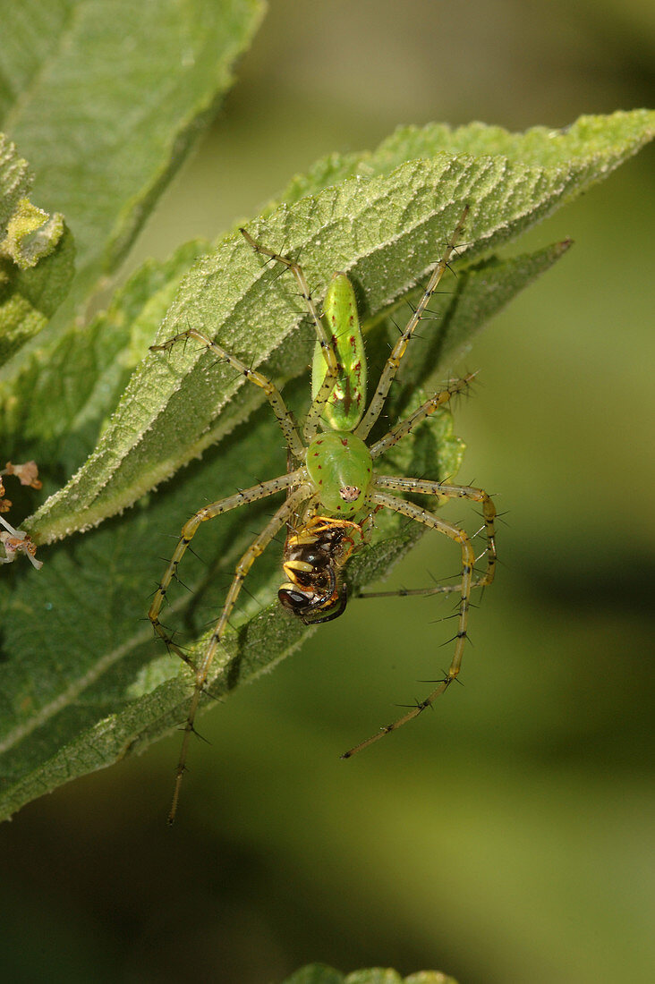 Green Lynx Spider feeding on Yellowjacket